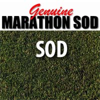 Sod